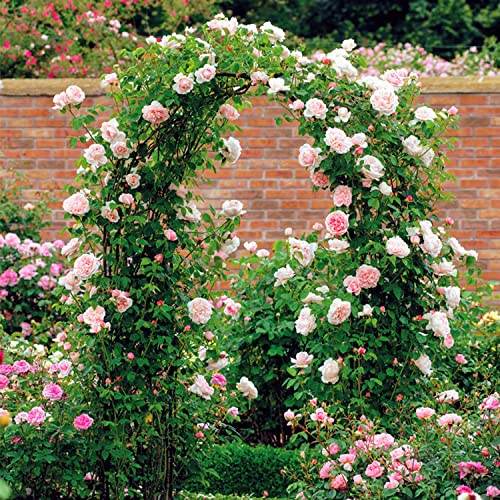 Forever Speed Rosenbogen aus Metall Rankgitter Rosenhilfe aus Pulverbeschichtetem Stahl, Garten Decoration und Verzierung Kletterer wetterfest 240 x 140 x 38 cm/Grün