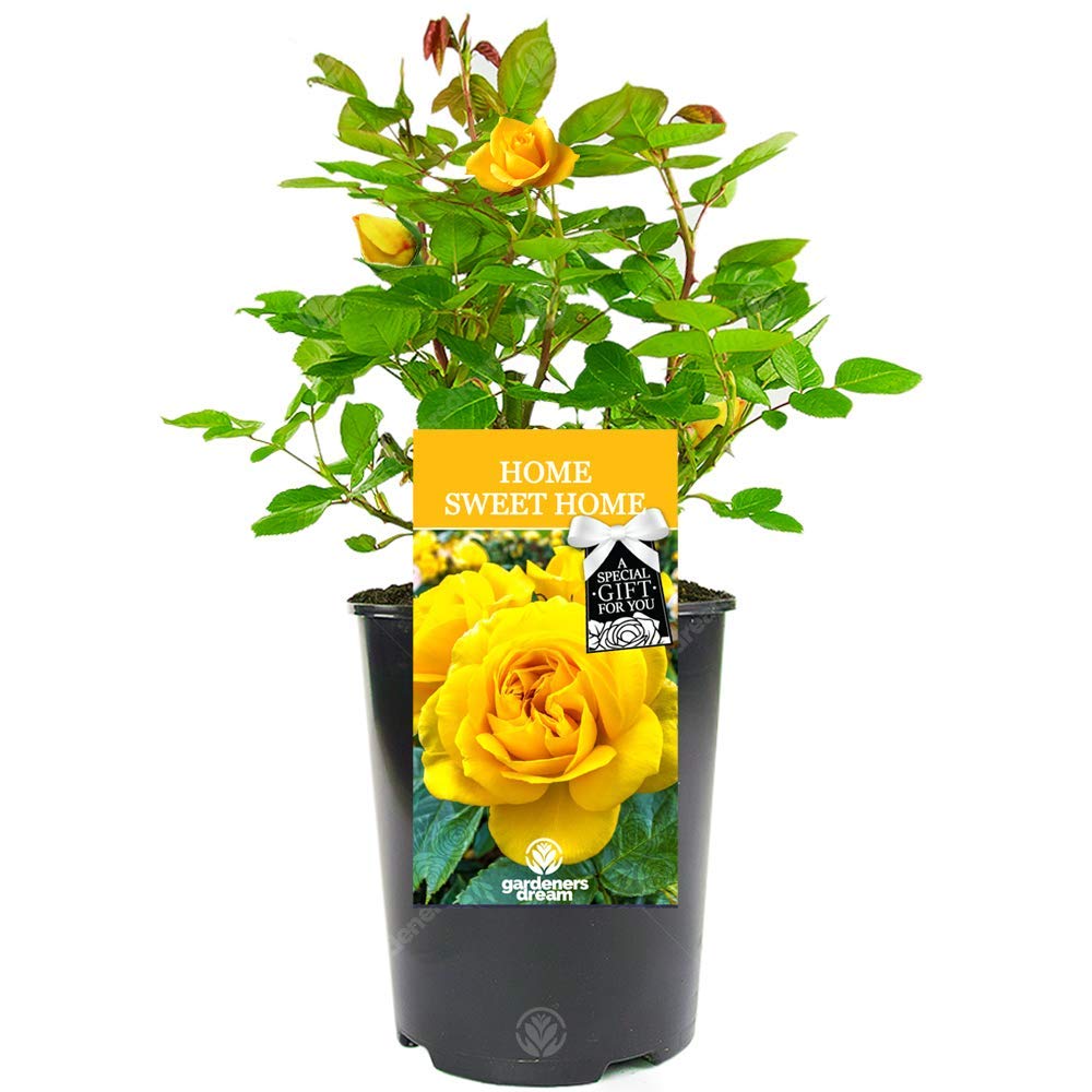 Home Sweet Home Rose Bush - Housewarming Gift for Someone Special in Their New House
