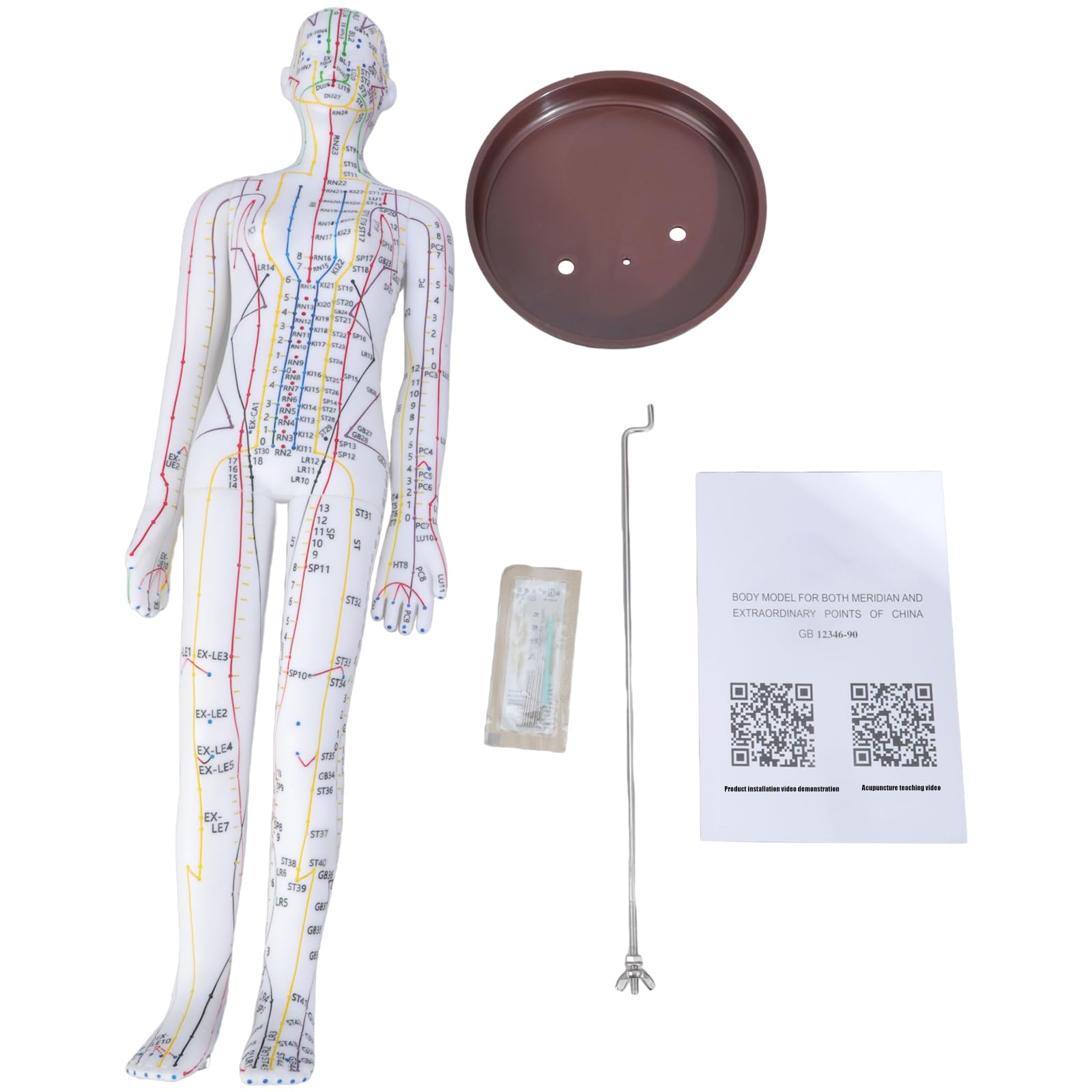 20, 47 Zoll großes menschliches Akupunkturpunktmodell, Female