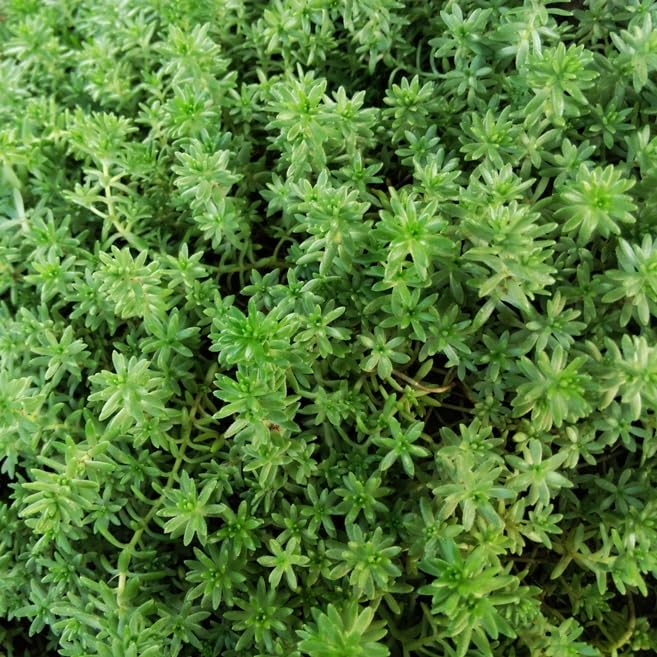 Amazon.co.jp: モリムラマンネングサ【10Potセット】 多肉植物 苗