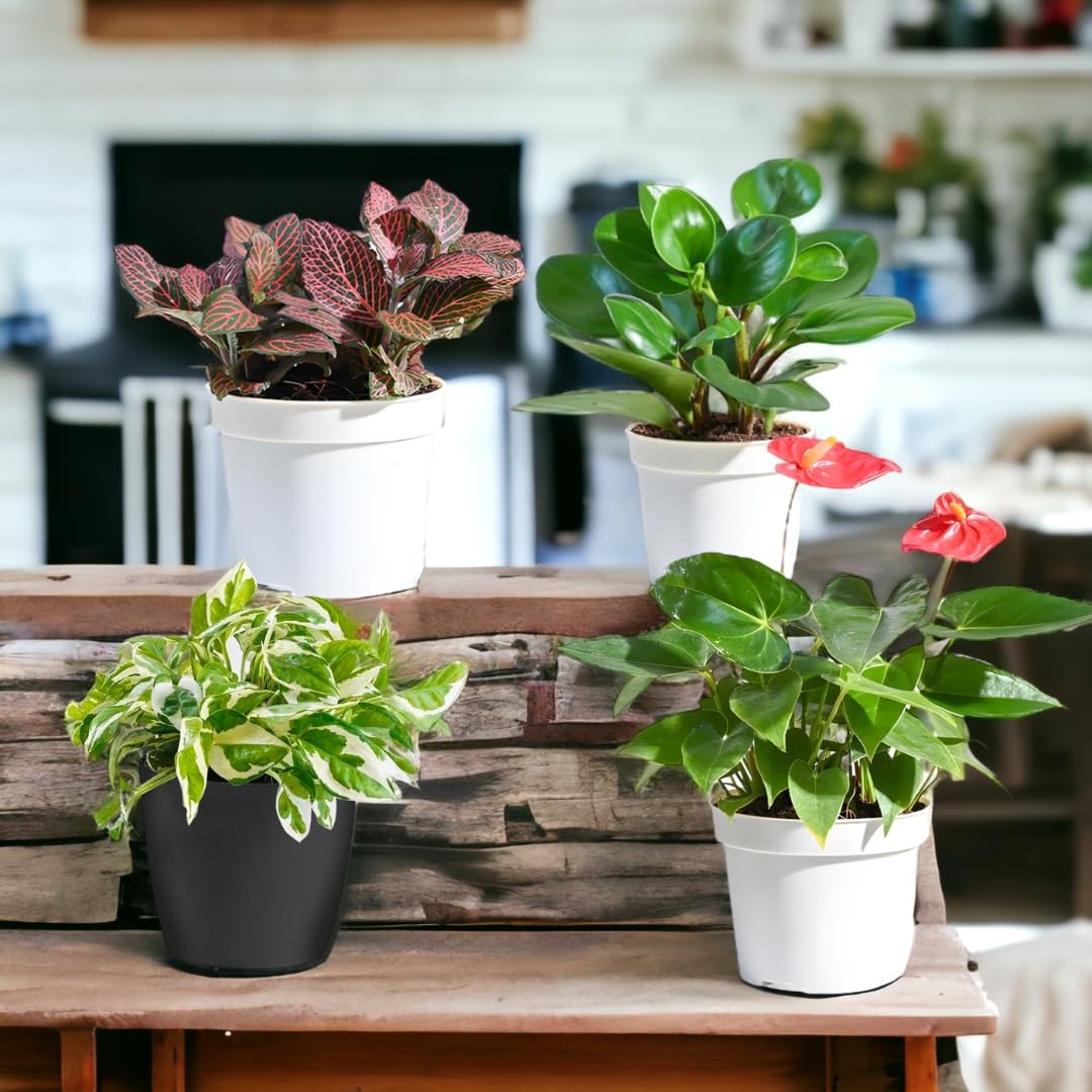 Amulya FARMS & NURSERY Indoor Live Air Purifier Money Plants Best for Living Room, Home, Office, Table & Kitchen (Colourful combo) (B0CMTLMYK9) Amazon Price History, Amazon Price Tracker