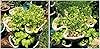 3 Tier Stackable Garden,Indoor,Outdoor Vertical Planter Set,Self Watering Tiers From Top Down,Smart Planting Pots,Used for Strawberries Herbs Peppers Flowers and Succulents (Stone) #3