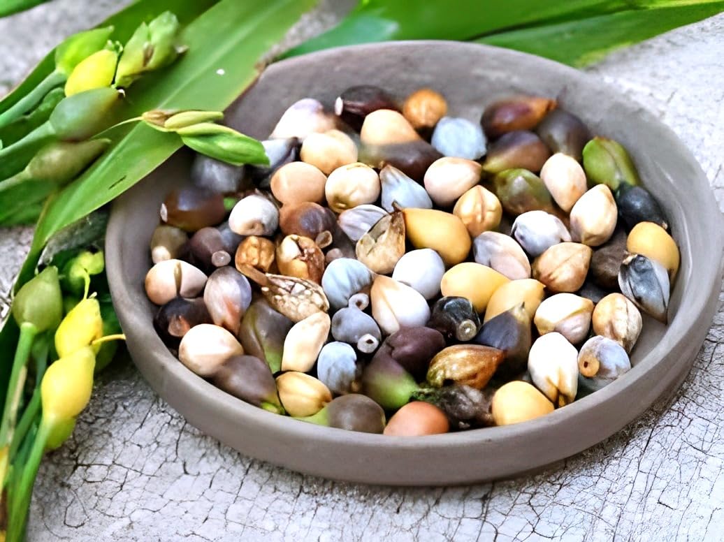Vaijayanti Mala Plant - Live Flowering Plant -2 Vaijayanti Mala Plant - Live Flowering Plant -2