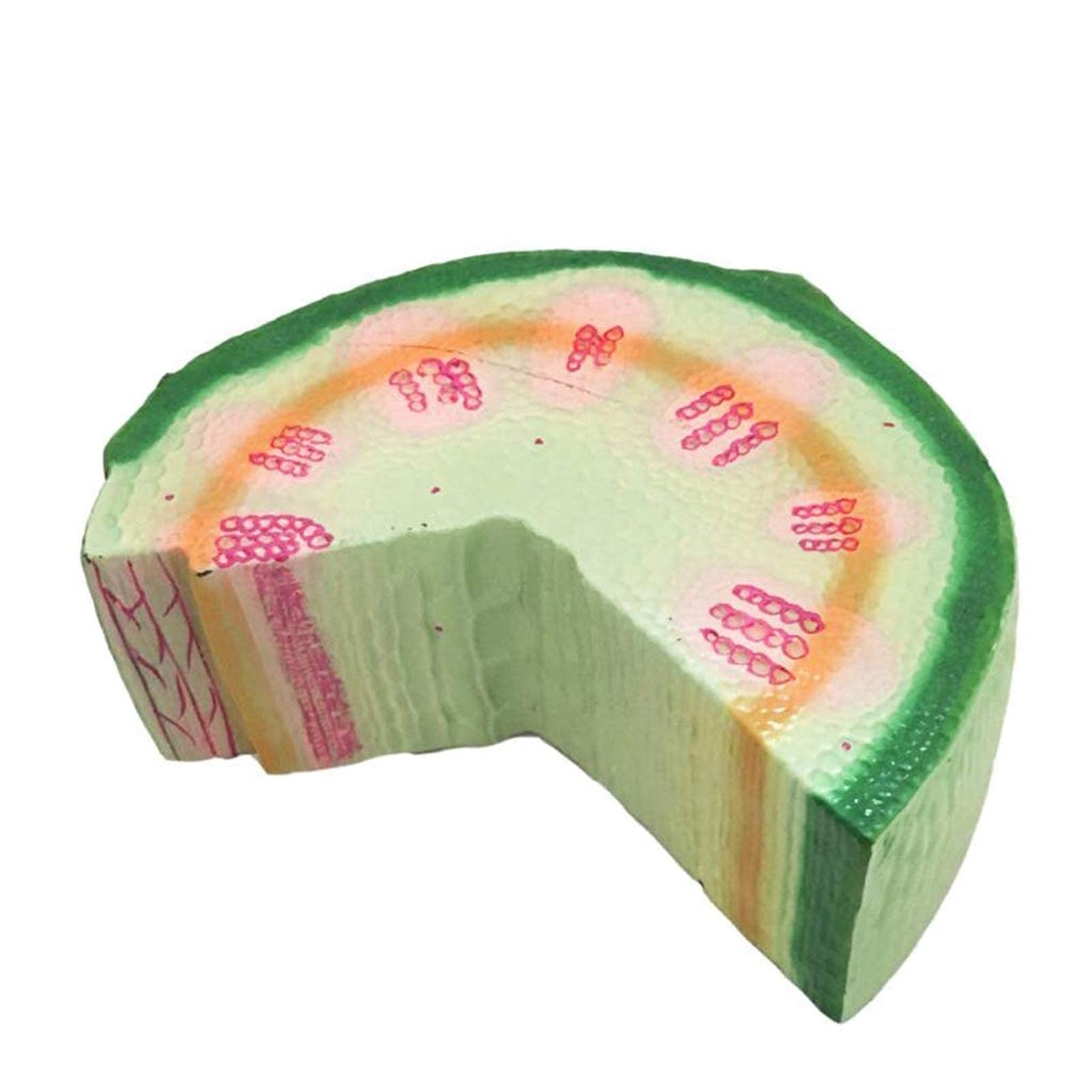 Medical Models, Plant Model Dicotyledonous Herb Stalk Anatomy Model Biological Teaching Instrument Experiment Equipment Medical Education Tool,Monocotyledon, Dicotyledonred