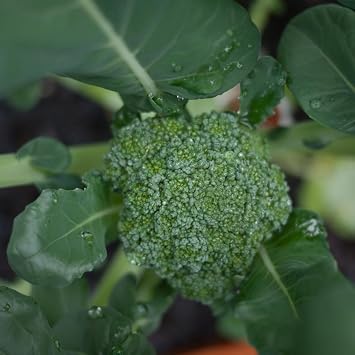 Sprouting Green Calabrese Broccoli Vegetable Seeds 300 Seeds