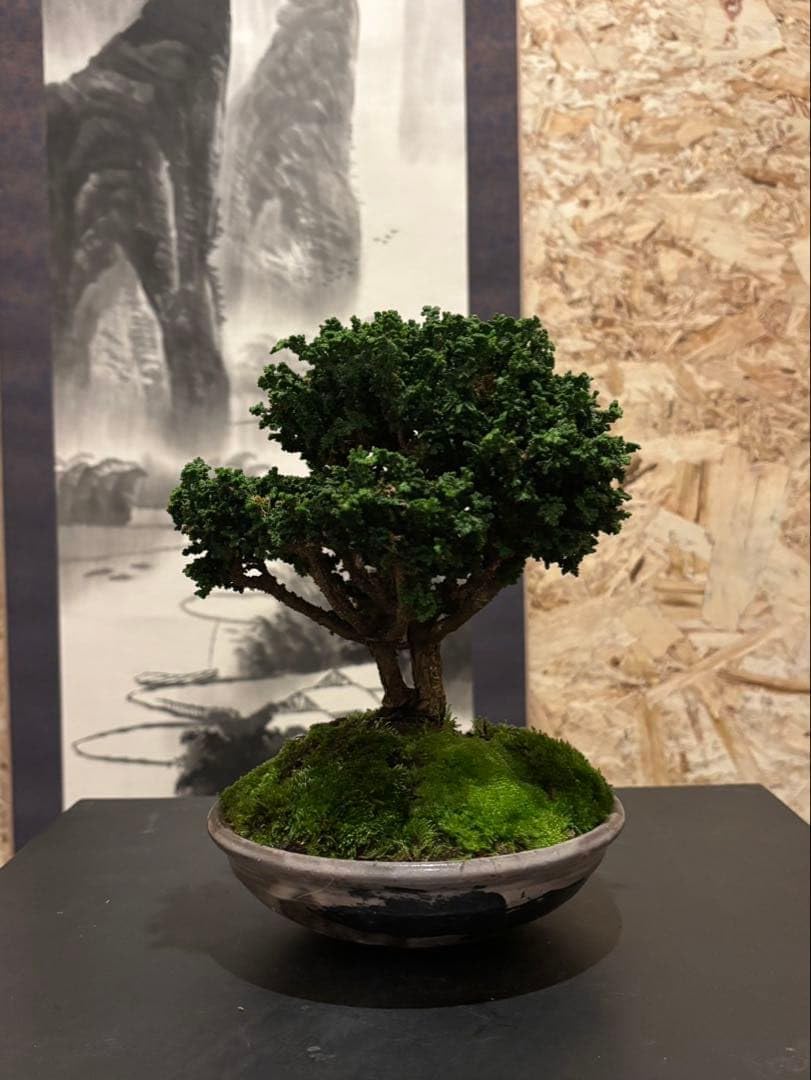 石化檜 小品盆栽 双幹 樹齢約20年 優良盆栽 石化檜 小品盆栽 双幹 樹齢約20年 優良盆栽