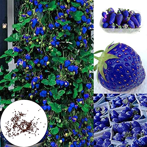 Tuelaly 50 Semillas de Fresa, Semillas de Fresa de Alta germinación para plantación de jardín Azul Cover
