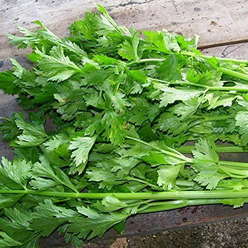 Gaea's Blessing Seeds - Celery Seeds - Chinese Celery Seeds - Light Green Heirloom Seeds With Easy To Follow Instructions - Non-Gmo - 92% Germination Rate #TOP1