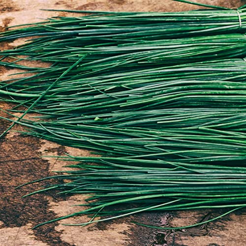Schnittlauch Polyvert Samen - Allium schoenoprasum - Schnittlauchsamen - Kräutersamen - Saatgut für 300 Pflanzen - Image 7