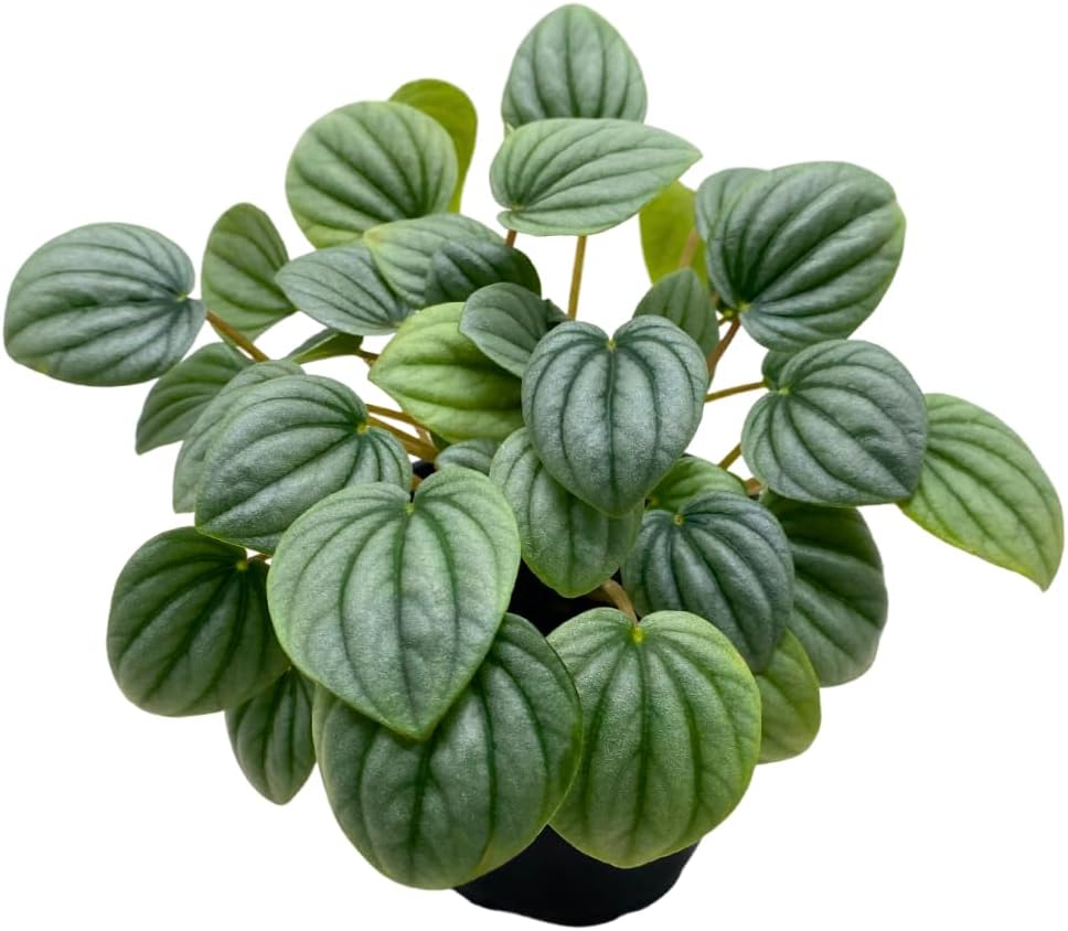 Peperomia Frost Light Green Ripple Pep Caperata