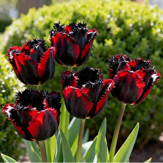 Tulpe- Winterharte Mehrjährige Tulpen rhizom- Ideale Gartenarbeit Seltene Tulpen Bepflanzung im Innen Außenbereich Gedeihen in Behältern-4 Rhizome-F