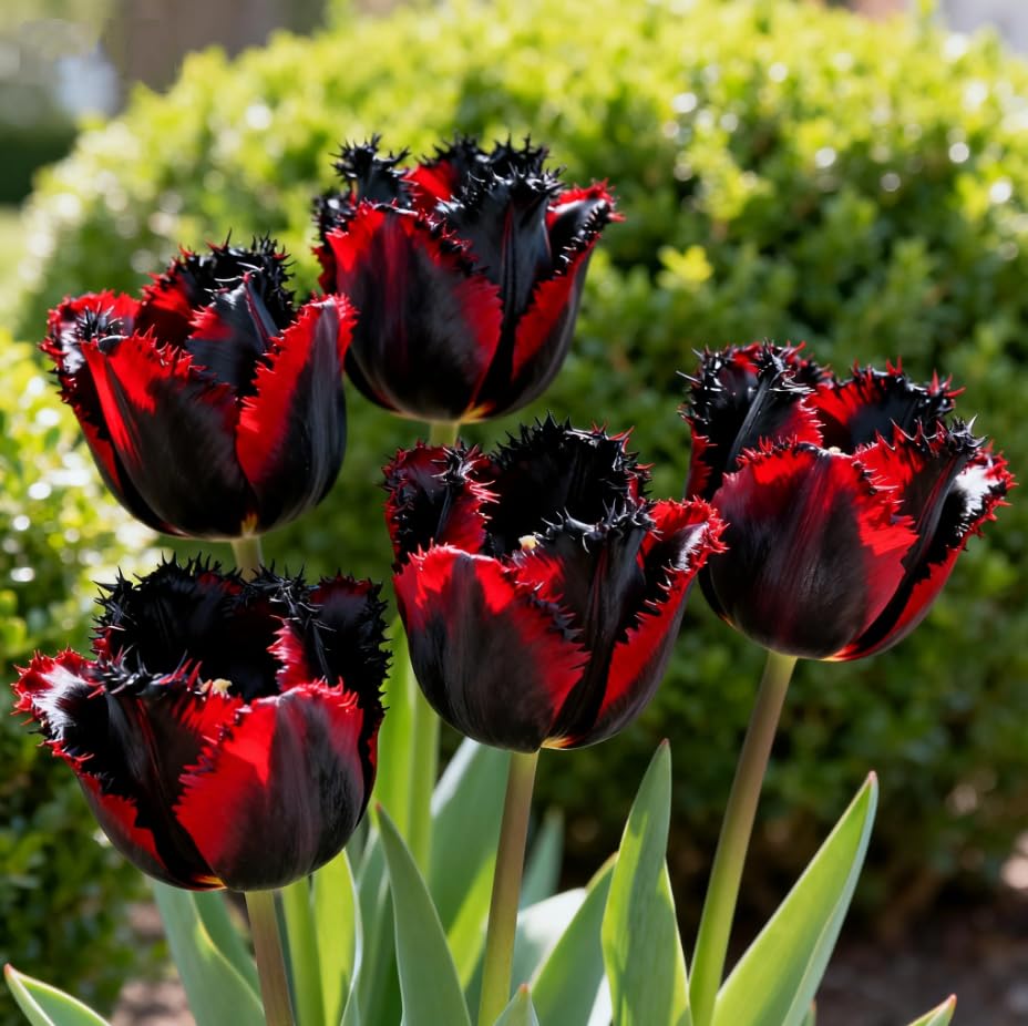 Tulip Bulbs Ready to Plant,Simply Beautiful Flowering Perennial, Excellent Display for Home Garden & Landscaping-F-8 Bulbs