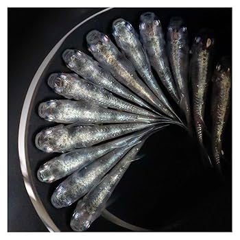 Amazon | [AiO JAPAN] メダカ 白虎 成魚 産卵サイズ 4ペア+保証2