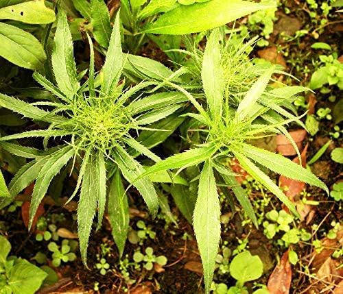 Germination Seeds: Pandan Fragrant Seeds 50Pcs Leaves Viet NAM Pandan for Cooking Rice