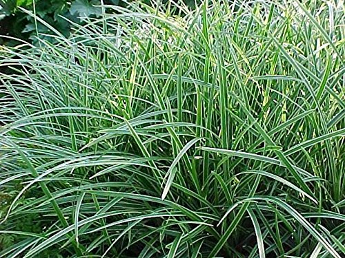 Pack x6 Grass 'Carex Ice Dance' Perennial Garden Large Plug Plants