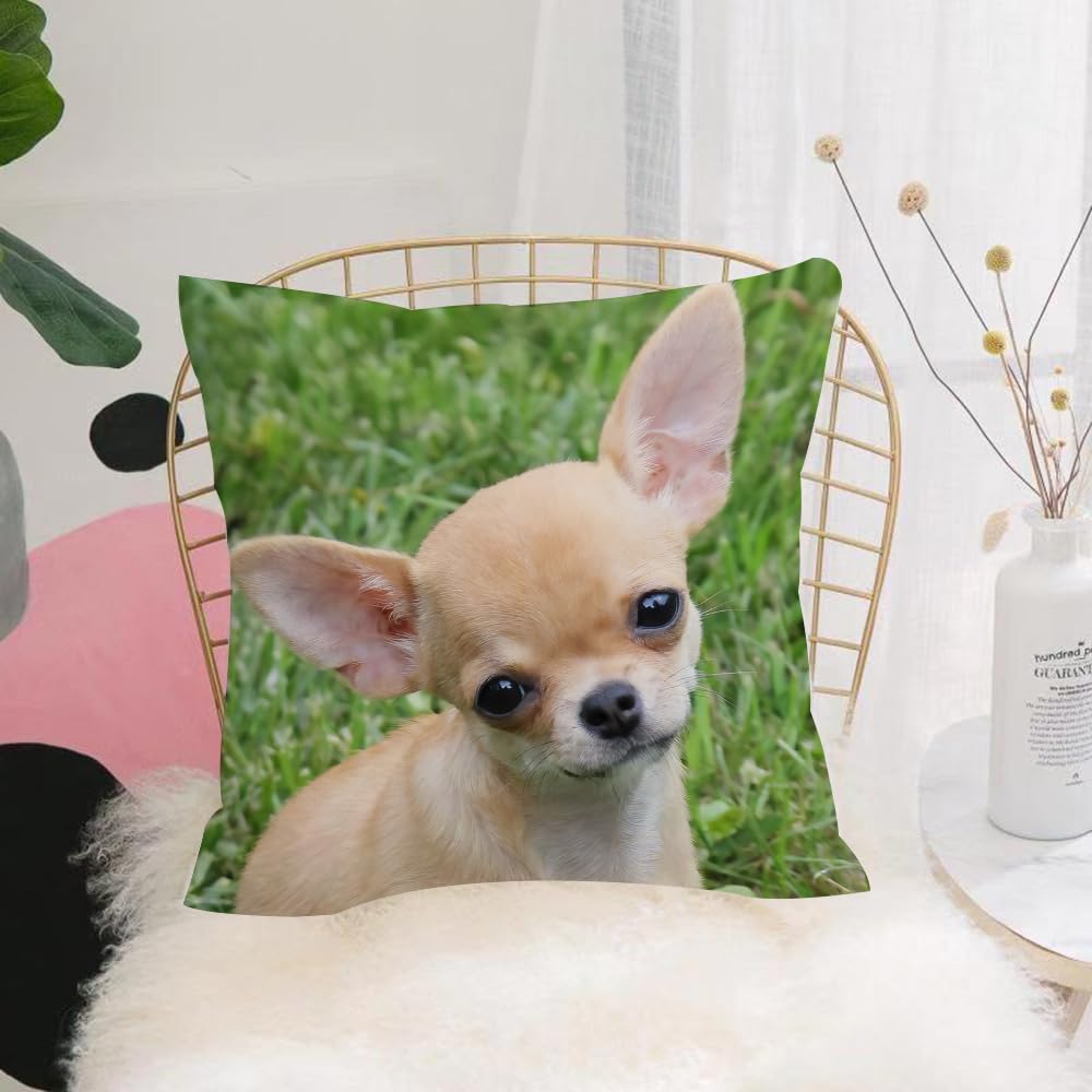 HYOSXW Cushion Cover,Throw Pillow Case Home Decorative for Living Room Bedroom Sofa Chair 16X16 Inch,Chihuahua Dog Cute pet Animal on Lawn,Pillowcase 40X40cm
