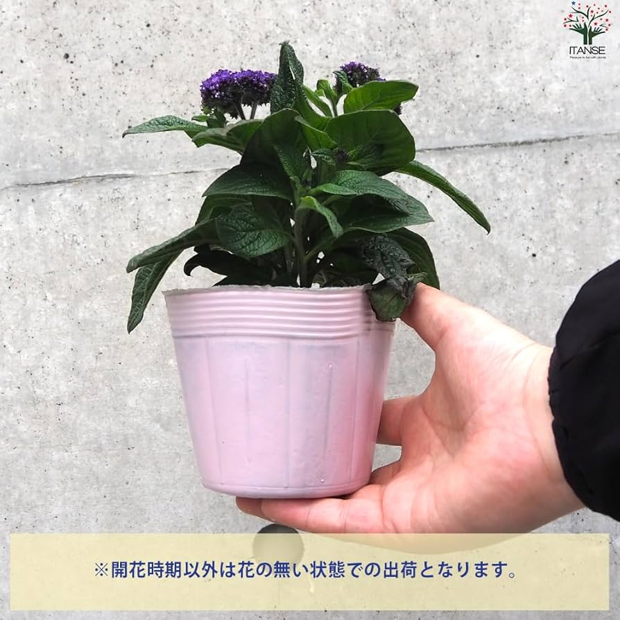 Amazon.co.jp: ヘリオトロープ・ブライドブルー 3.5号ポット 4個