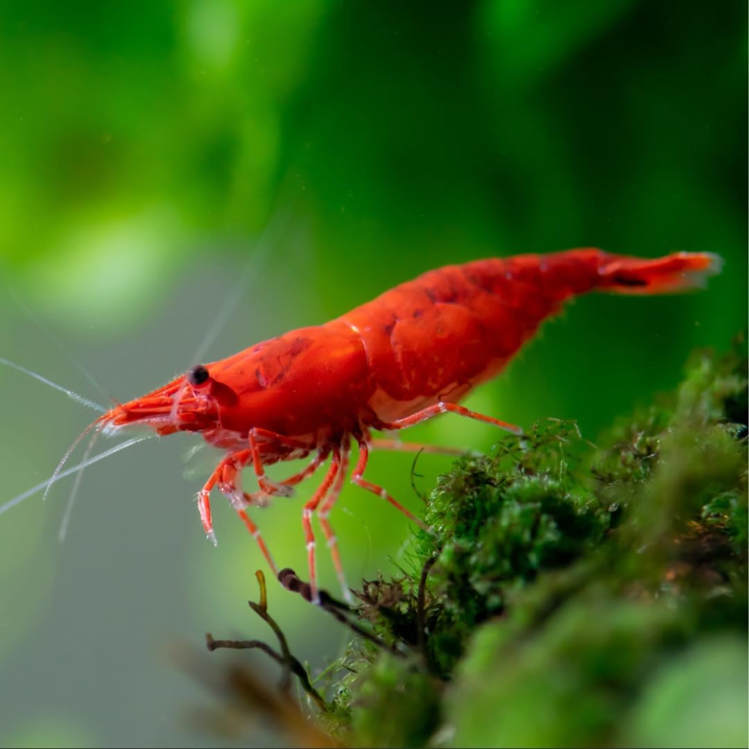 Swimming Creatures™ Premium Neocaridina Shrimp – Freshwater Aquarium Shrimp (20, Premium FIRE RED)