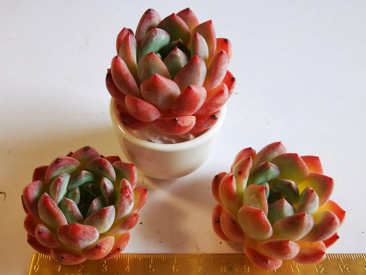 Amazon.co.jp: 別 美苗 ストロベリーアーモンド10苗7400円 韓国苗多肉