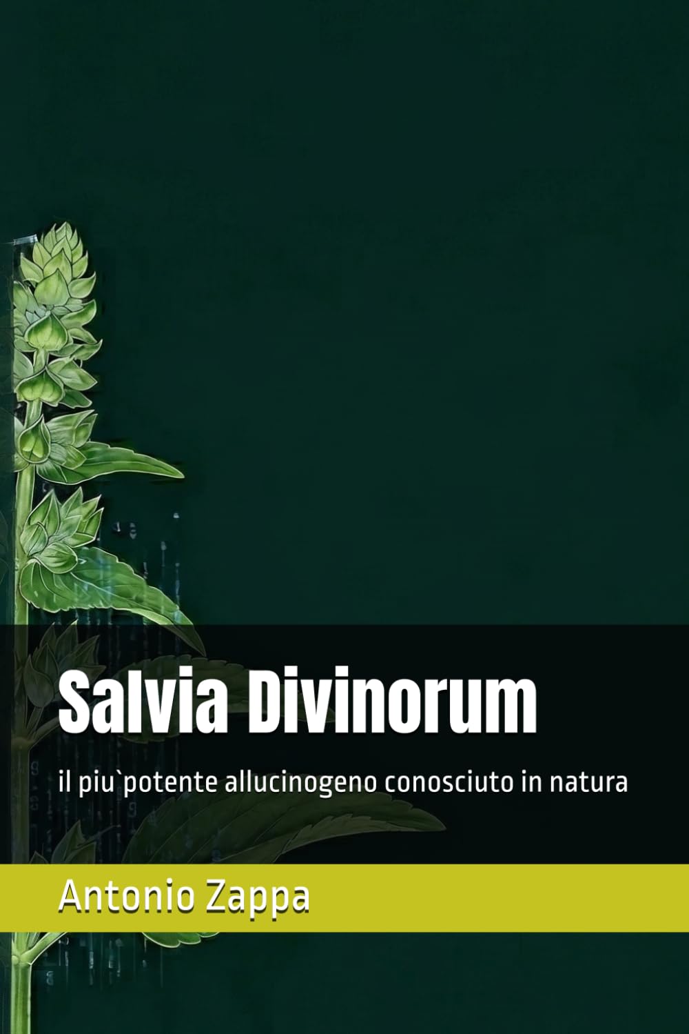 Salvia Divinorum: il piu`potente allucinogeno conosciuto in natura