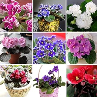 50 Stücke Eine Vielzahl Von Farben Violet Samen Gartenpflanzen (Rot Blau Lila Weiß) Violet Blumen Mehrjährige Kräuter Matthiola Incana Samen: Only Seeds