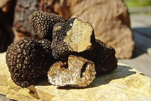 Miniatura 3 de Setas de trufa negra sin OMG para plantar esporas de desove de micelio