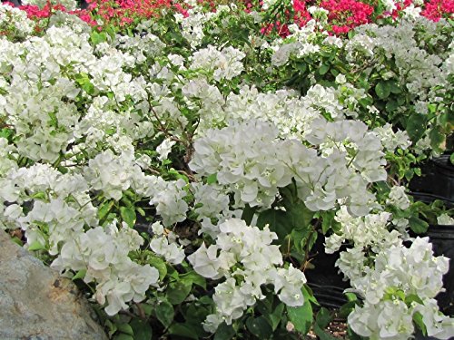 ROYAL LAND Rare Climbing White Bougainvillea Spectabilis Live Plant Double Flower Bougainvillea 1 Healthy Live Plant (B083JKS9NP) Amazon Price History, Amazon Price Tracker