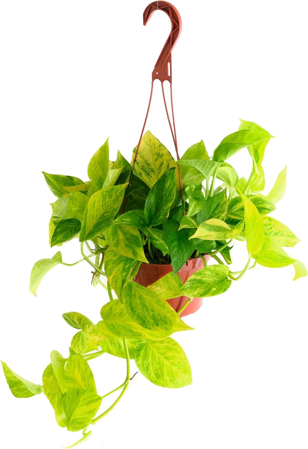 Shop Succulents Pothos Neon Queen