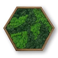 LoveLasy Bicolor Moos Wandbild Hexagon für Haus und Büro, Moosbild (oak frame, middle)