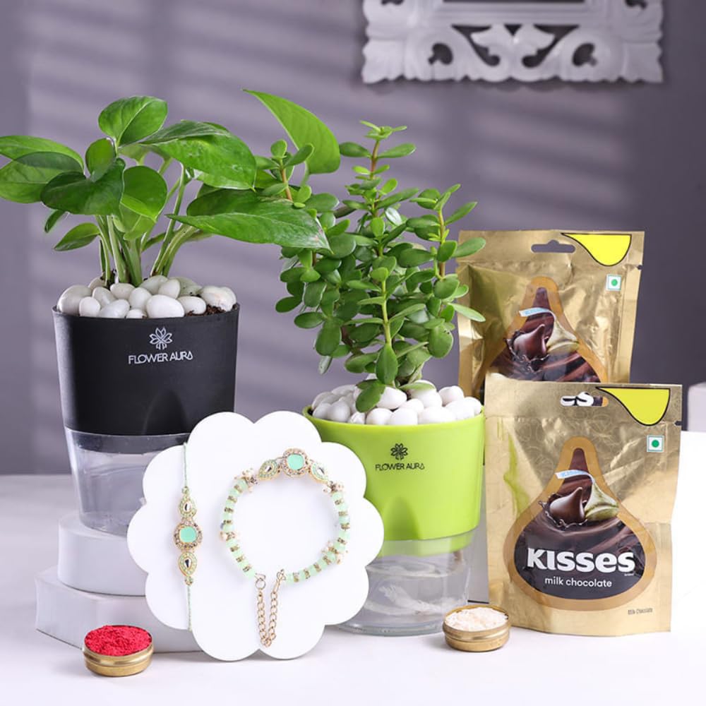 FlowerAura Rakhi For Bhaiya Bhabhi With Plant & Chocolate - Green Stone Bhaiya Bhabhi Rakhi With Money & Jade Plant, 2 Chocolate & Roli Chawal - Festive Gift Hamper For Brother & Sister-in-Law-picture-10