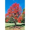 Flammenbaum 5 Samen, Brachychiton acerifolius