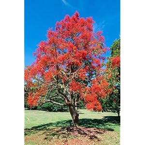 Flammenbaum 5 Samen, Brachychiton acerifolius