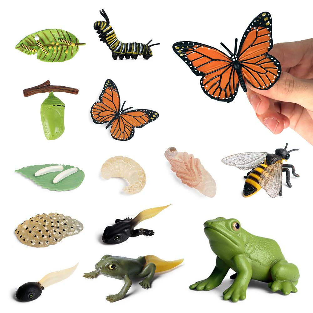 Set 13 Figurine Ciclo di Vita Animali, Farfalle, Api & Rana, Giocattoli Educativi Montessori per Bambini 3+, Kit Didattico per Progetti Scientifici e Scolastici