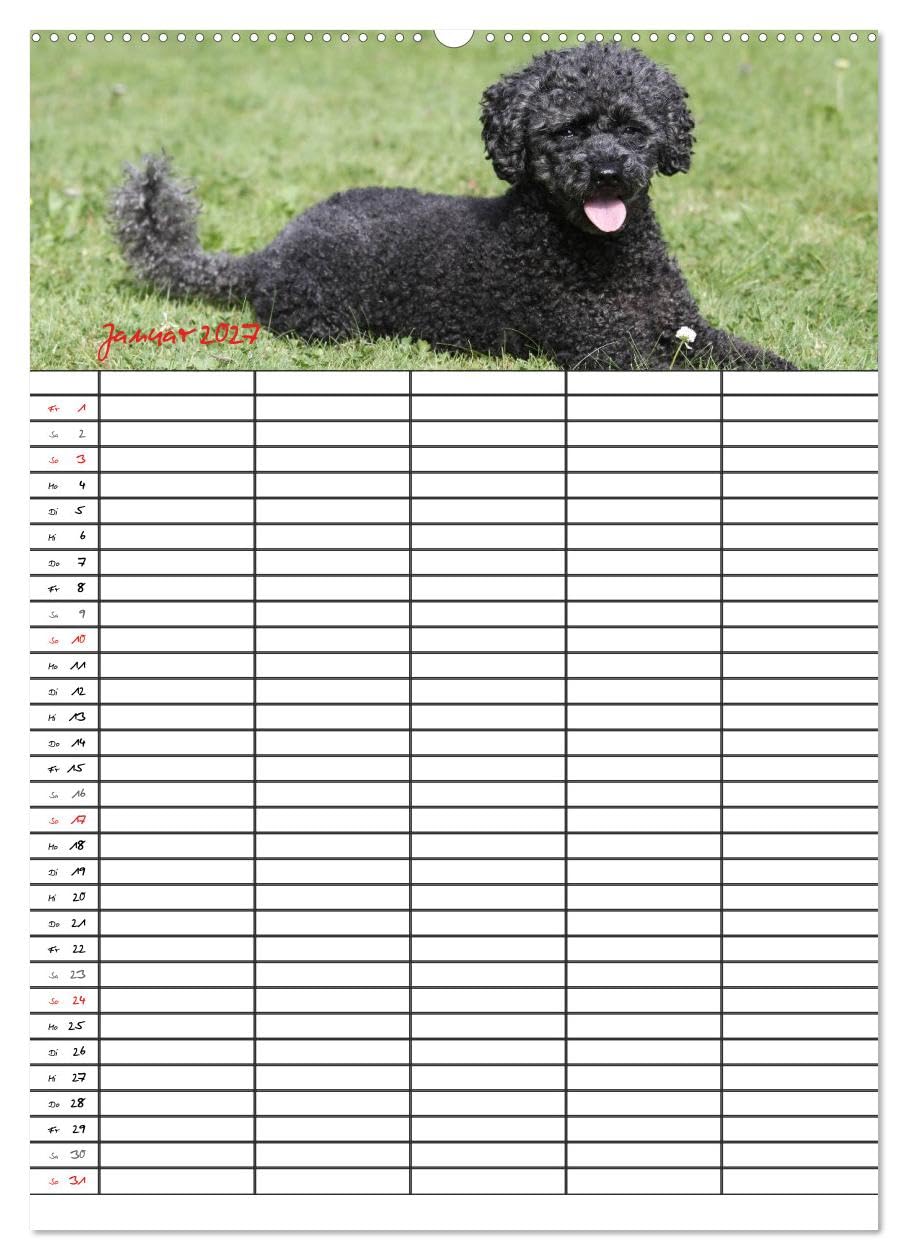 CALVENDO - Der Pudel-Familienplaner (Wandkalender 2027 DIN A2 hoch), Monatskalender: Der Pudel-Kalender für die ganze Familie