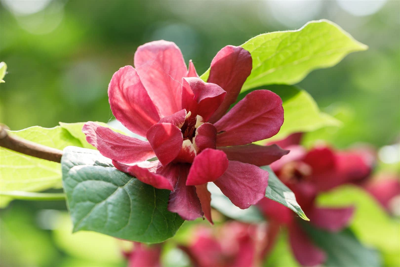Gewürzstrauch Sinocalycanthus raulstonii Hartlage Wine 80-100 cm winterhart