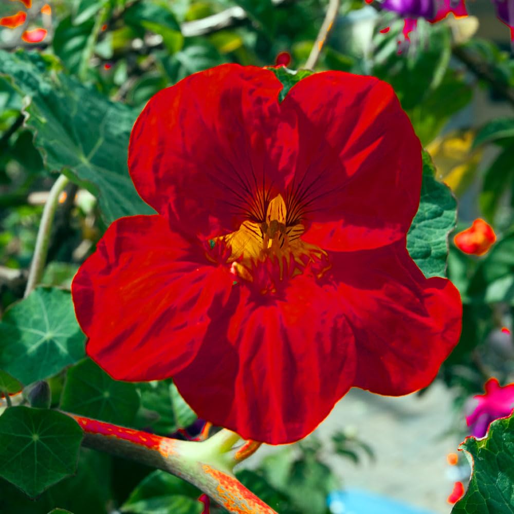 Nasturtium Empress of India Seeds – Easy to Grow, Vibrant Flowers Over Dark Foliage – RHS Plants for Pollinators – Hardy Annual – for Your Beautiful Garden