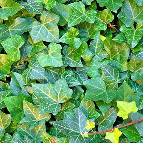 Hedera Helix Seeds by Mndrlin Cover