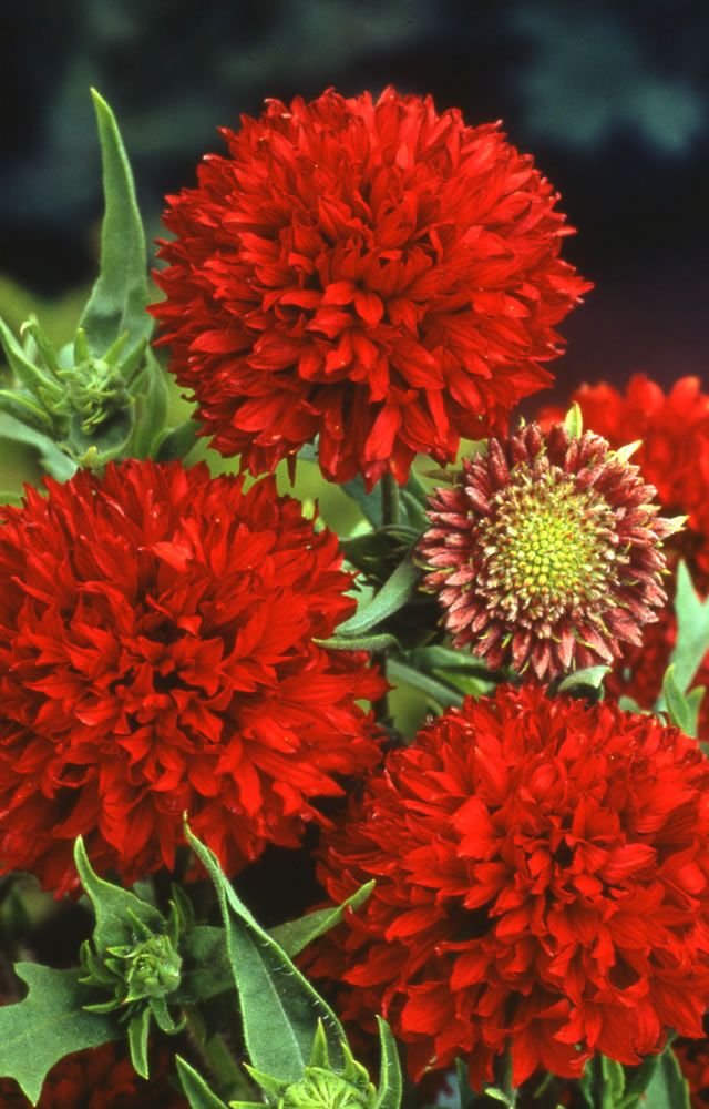 Creative Farmer Flower Seeds : Blanketflower Pulchella Flower Seed For Home Plant Seeds For All Seasons Garden [Home Garden Seeds Eco Pack] Plant Seeds (B078RGD9HG) Amazon Price History, Amazon Price Tracker