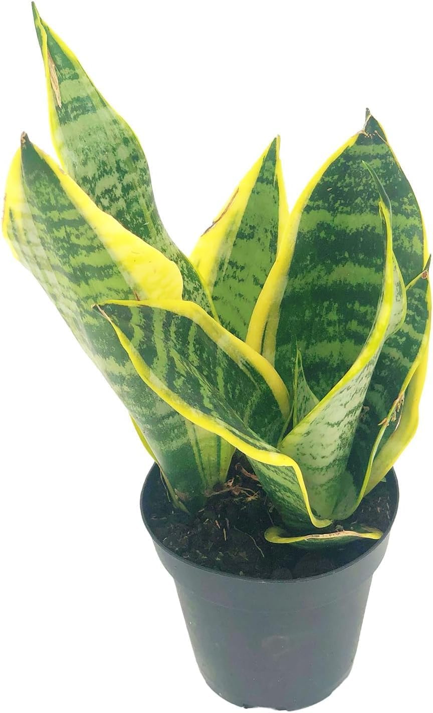 Live Snake Plant – Sansevieria Superba Trifasciata – ragnaroc Tropical Plant in 4” Pot +6” Plant Height - 2ct - Indoor House Plant in Pot, Potted Succulent Plant