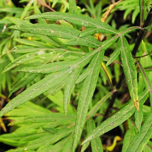 Miniatura 5 de 200 Semillas de Artemisia Vulgaris (Artemisia Vulgaris) impresionantes!!!