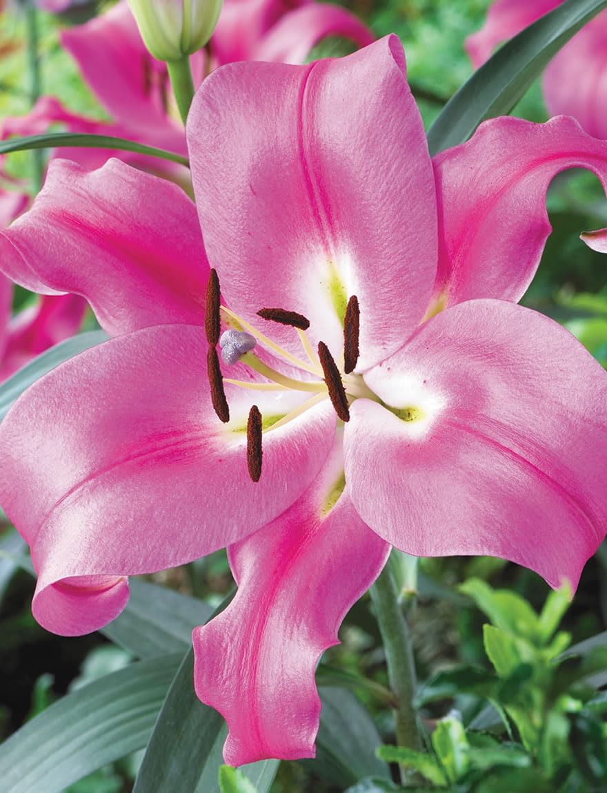 Plantogallery Scented Oriental Lily Flower For Home Gardening (Tabledance 3pcs)-image-49