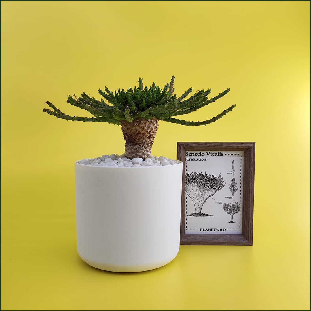 Amazon｜ユーフォルビア ゴルゴニス 金輪際 本物 鉢植え 室内用 卓上