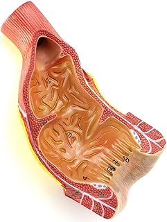 Human Anatomy Model of Rectum and Anal Canal Digestive System Human Rectum Anus Canal Anatomical Model Education Model Rectum Anus Canal Organ Model 20X15x12cm