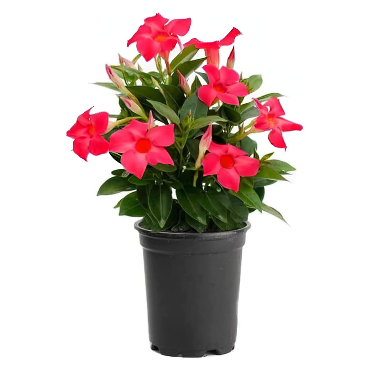 American Plant Exchange Dipladenia Bush Red