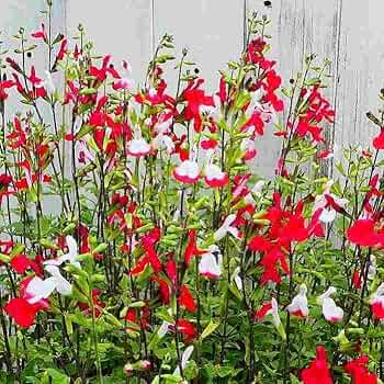 梅雨明け前のせーる！チェリーセージ ホットリップス 挿し穂10本 ハーブ 苗 チェリーセージ ホットリップス（種類 栽培 ハーブ