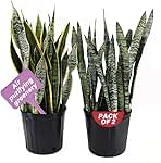 American Plant Exchange Snake Plant Bundle – Large 10-Inch Pots Sansevieria Laurentii & Zeylanica, 2-3ft Tall, Low-Maintenance, Air-Purifying Live Houseplants for Home, Office, or Outdoor Patio Décor