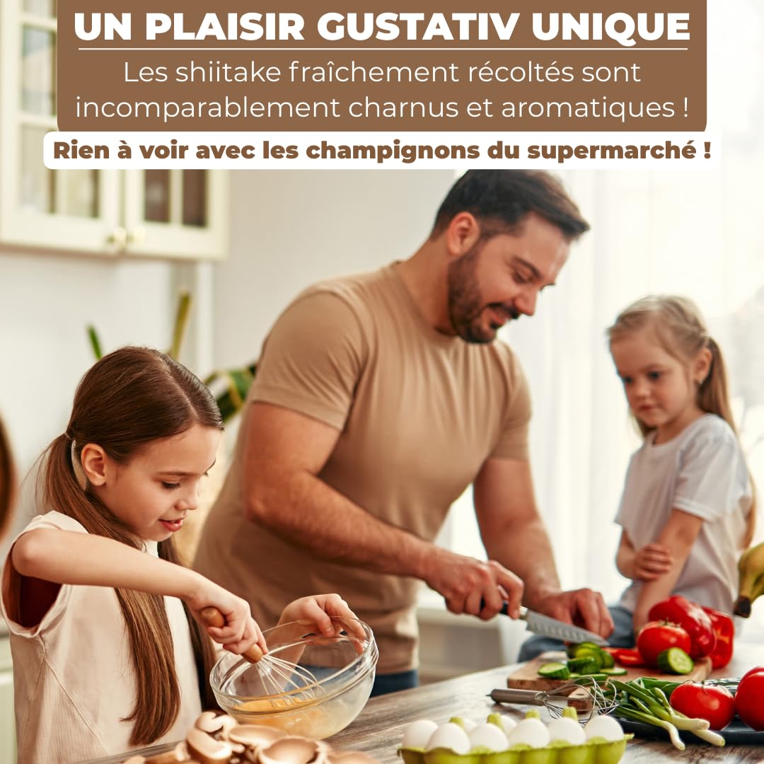 Hawlik Pilzbrut - Culture de Shiitake BIO à cultiver soi-même XXL - cultiver des champignons Shiitake facilement - Kit champignon complete - Cueillir champignons frais