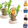Brazilian Wood Plant, Lucky Brazil Wood Potted Plant,Brazilian Bamboo Wood Hydroponic Stump for Purifying Indoor Air, Mini Brazilwood Plant with Ceramic Tray and Little Monk for Home Office Decor