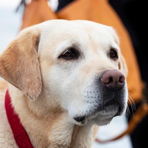 Miniatura 10 de Handmade Trump 2024 NEVER SURRENDER Dog Collar and Leash Set Option - Adjustable - for Giant-Large-Medium-Small Dogs - Perfect for Christmas-Dog