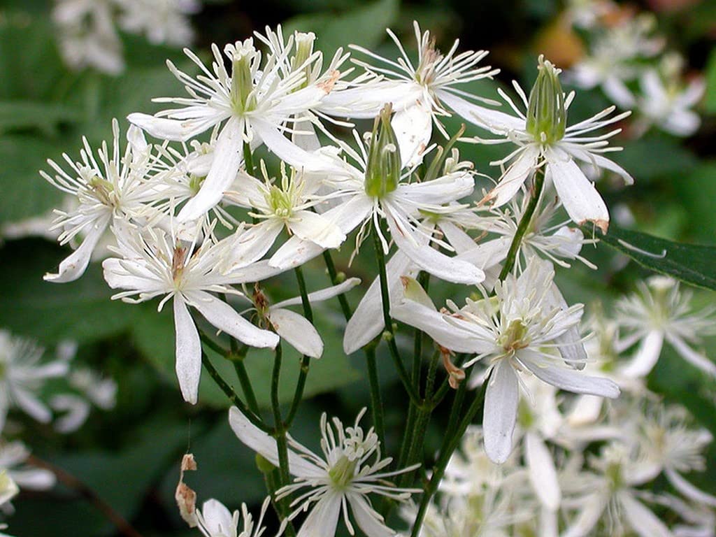 Creative Farmer Bridal Bouquet Plant||Clematis Vine||Clematis Terniflora Garden Plant Live (Healthy Live Plant)